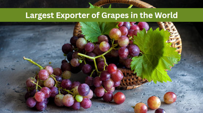 Which Country is the Largest Exporter of Grapes in the World?