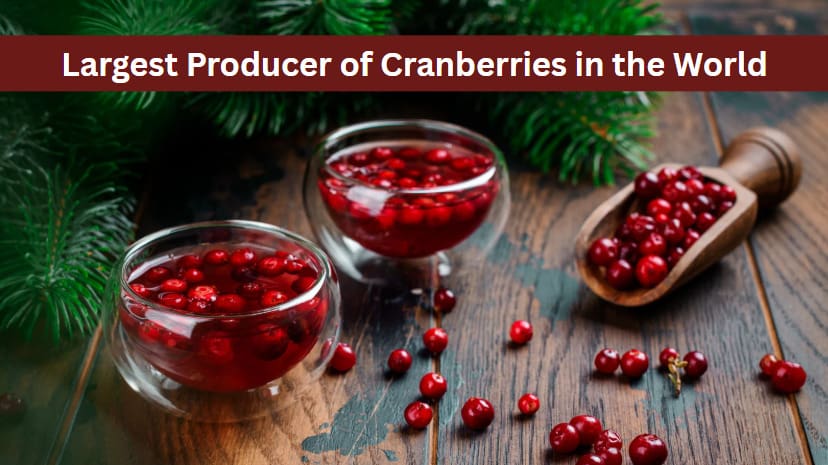 Which Country is the Largest Producer of Cranberries in the World?