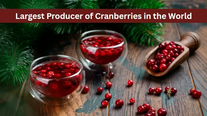 Largest Producer of Cranberries in the World