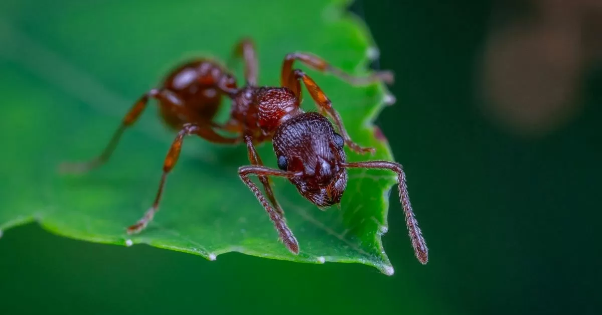 Most Dangerous Ant in the World