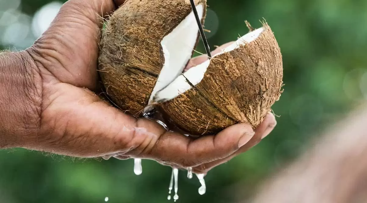 Which Country is the Largest Coconut Producer in the World?