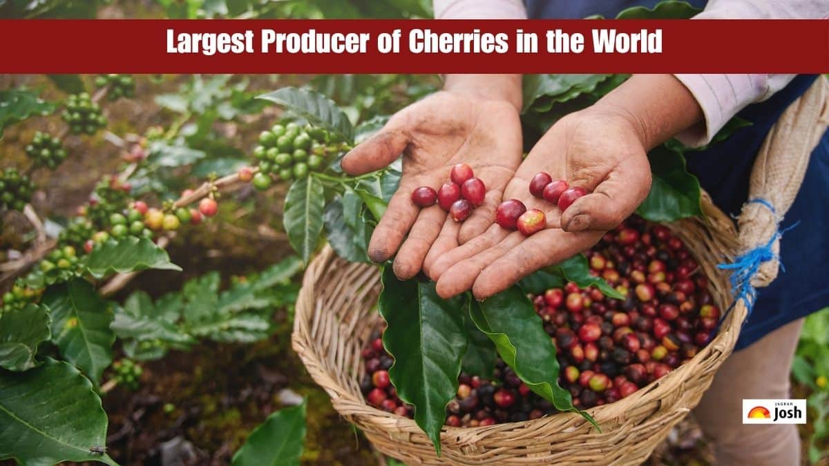 Which Country is the Largest Producer of Cherries in the World?