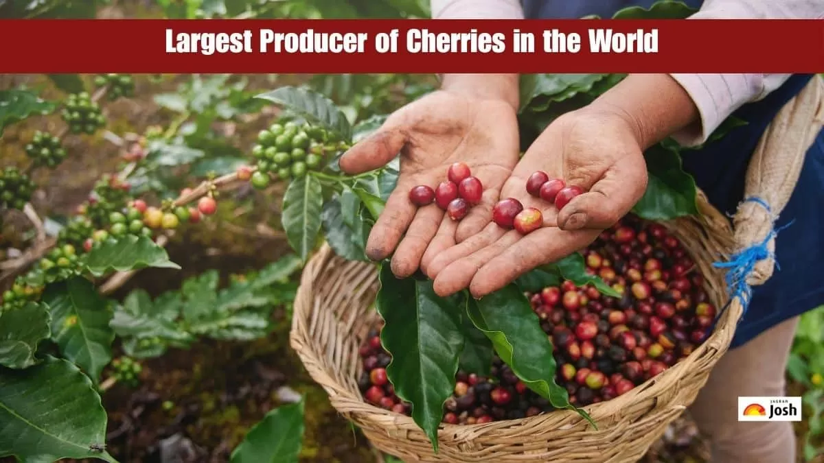 largest producer of cherry