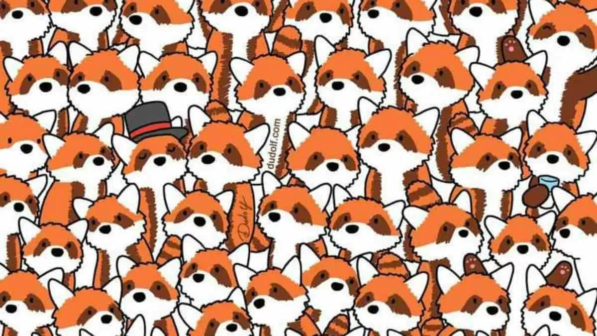 Find three red foxes