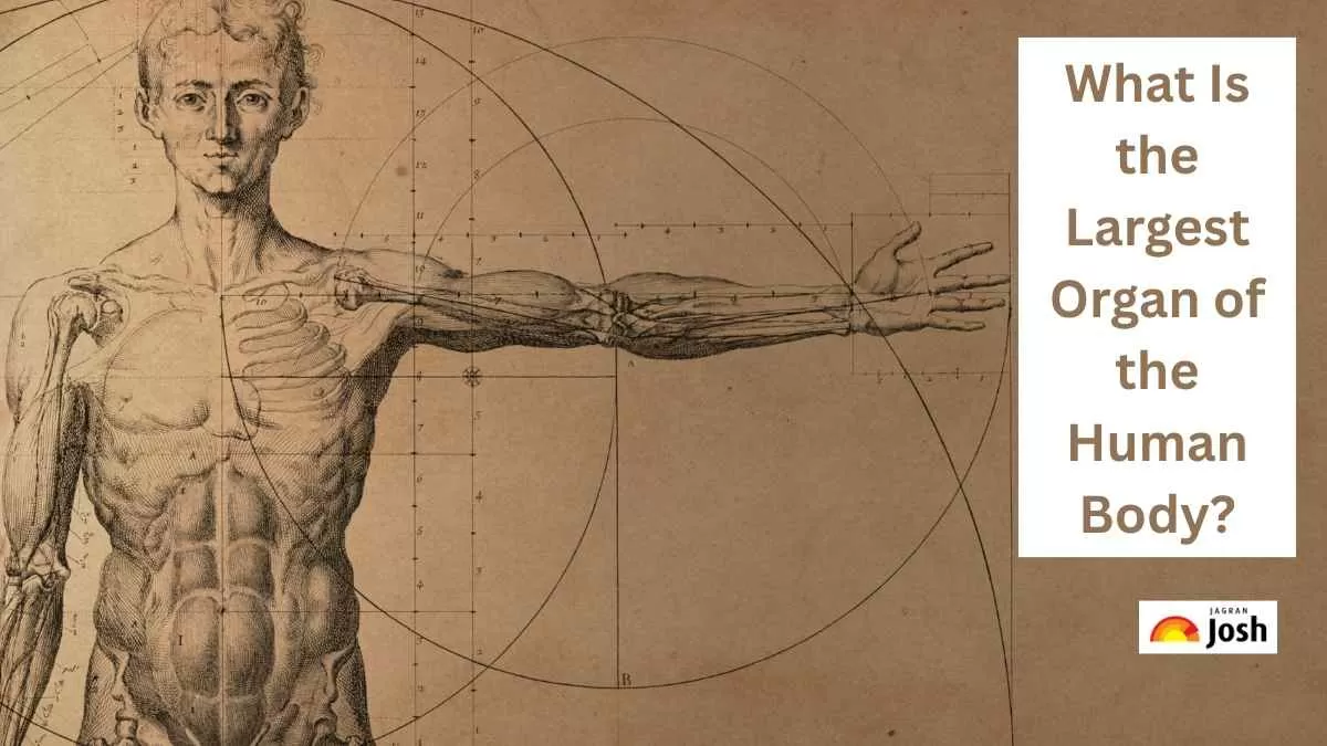 Largest Organ of the Human Body