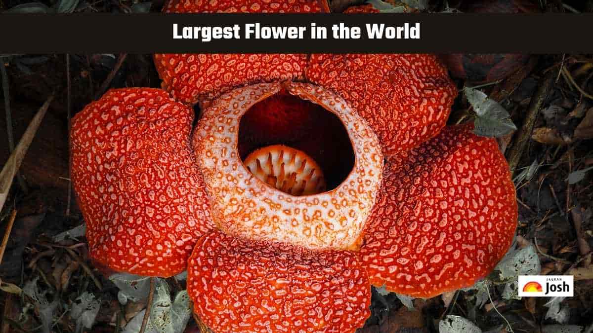 Which is the Largest Flower in the World?