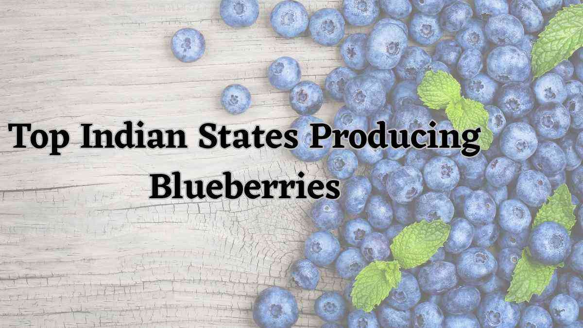 Which Are The Top Indian States Producing Blueberries?