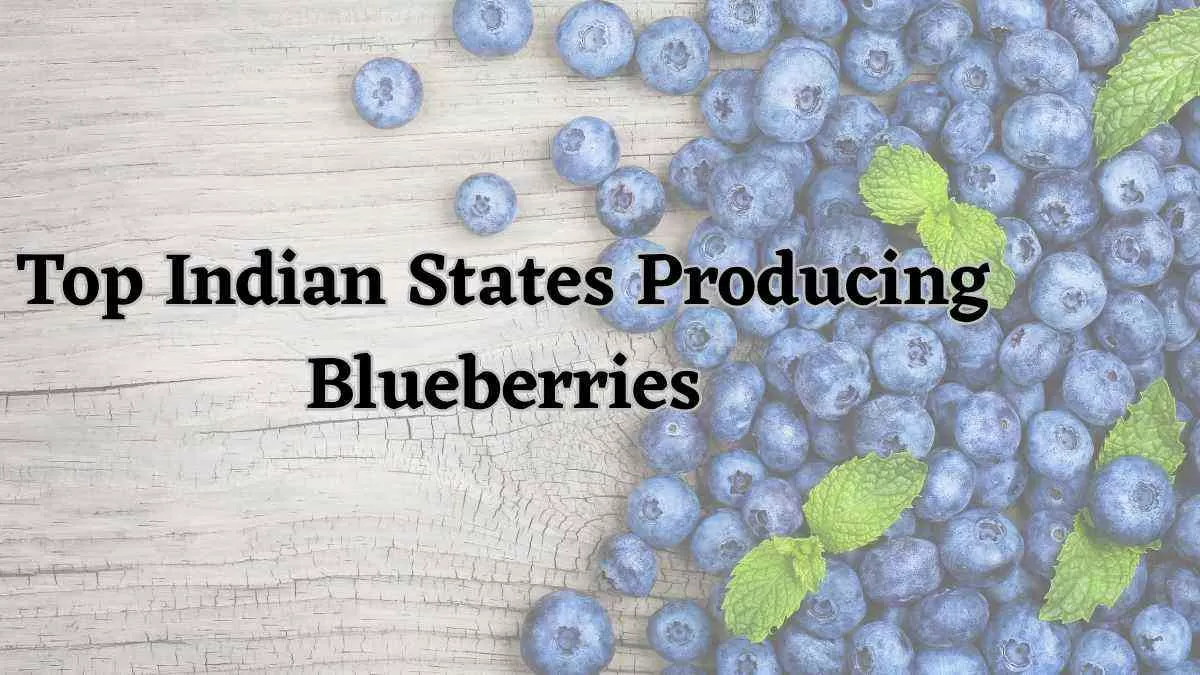 Which Are The Top Indian States Producing Blueberries?