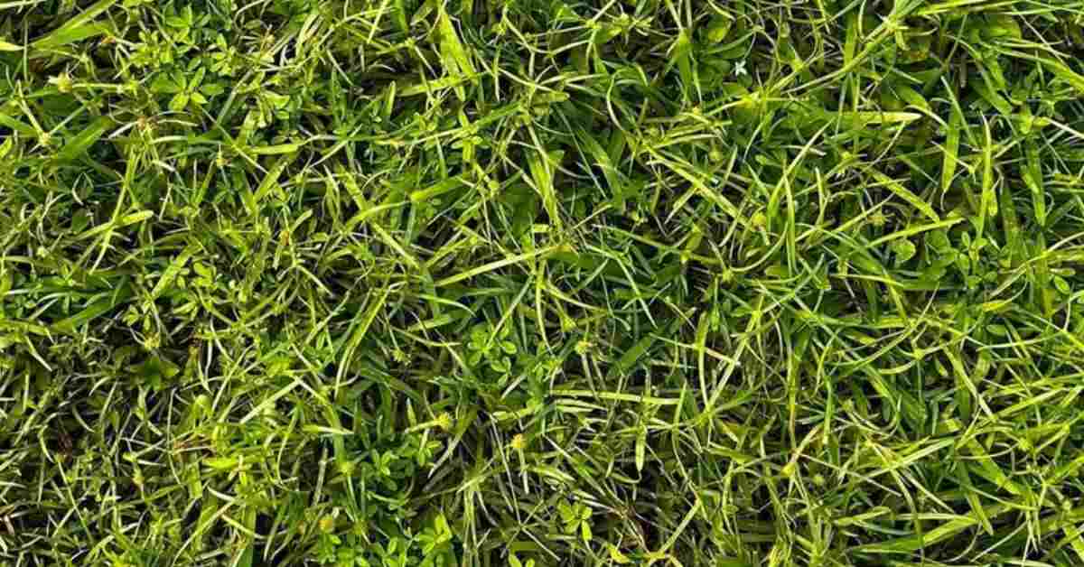 Think You Have Superman’s Super Sight? Try Finding the Hidden Frog in the Grass!
