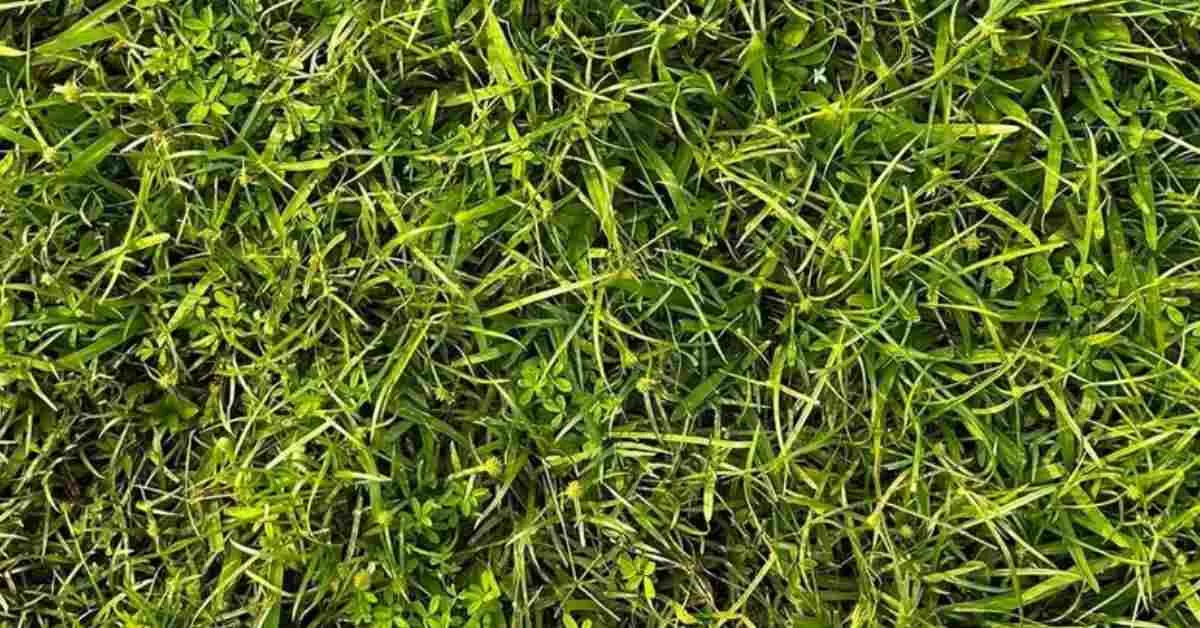 Find the Hidden Frog in the Grass in 7 Seconds