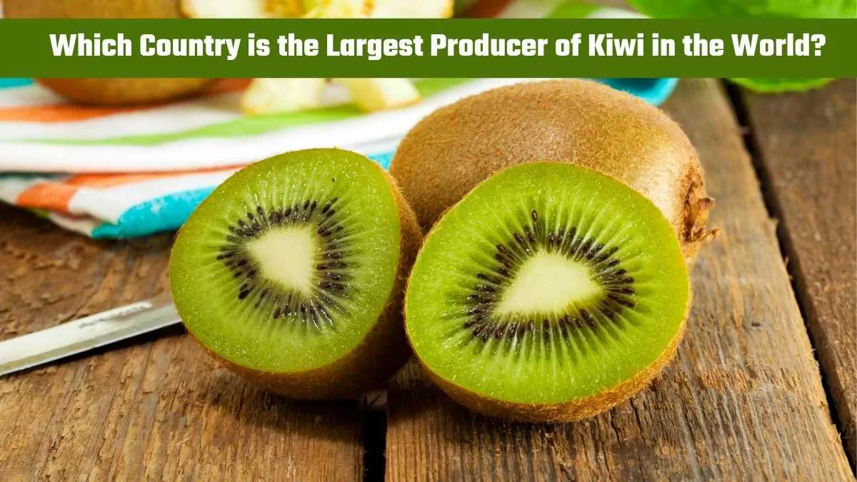 Largest Producer of Kiwi