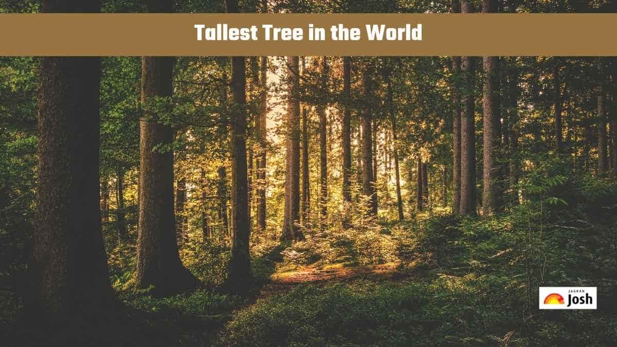 Which is the Tallest Tree in the World?