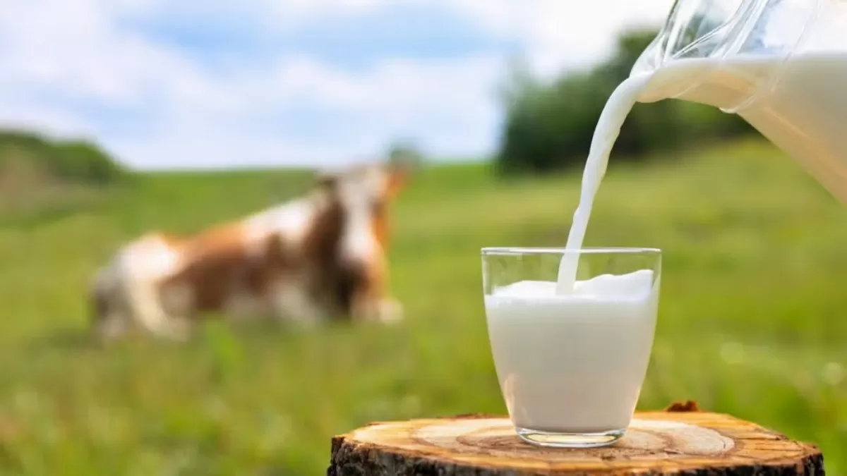 Which Country Largest Producer of Milk?