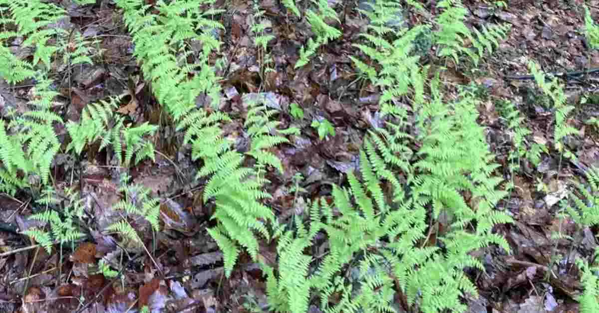 Find the Baby Deer Hiding in this Visual Illusion 