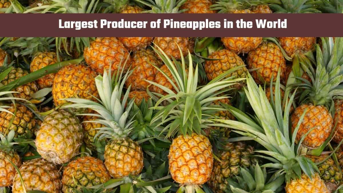 Which Country is the Largest Producer of Pineapples in the World?
