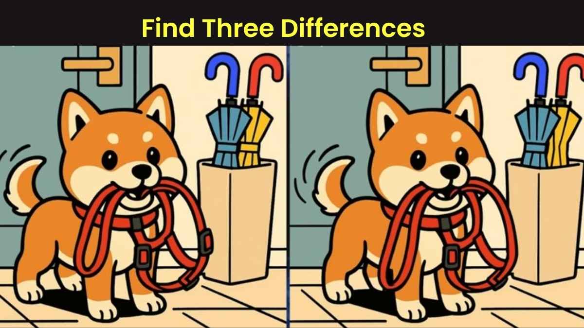 Spot the 3 Differences in Dog Carrying His Leash Beat the 29-Second Challenge!