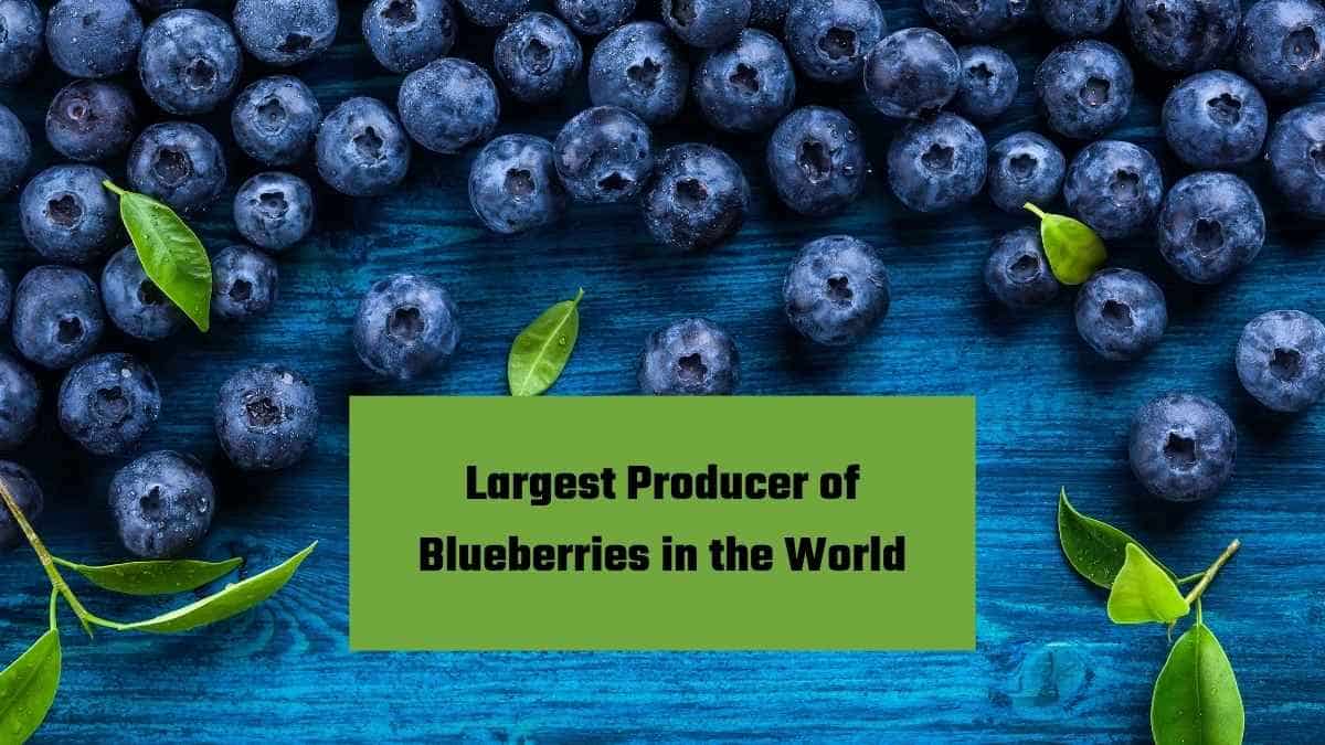 Which Country is the Largest Producer of Blueberries in the World?