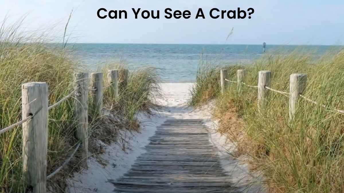 Only 1% Can See The Hidden Crab From This Optical Illusion Just In 7 Seconds!