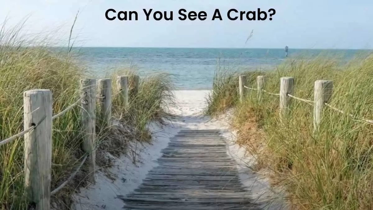 Only 1% Can See The Hidden Crab From This Optical Illusion Just In 7 Seconds!