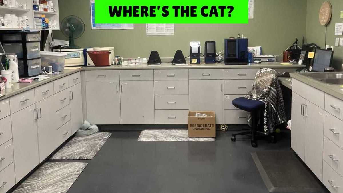 Only 5% With 20/20 Vision Can Spot the Cat in the Laboratory in 7 Seconds!