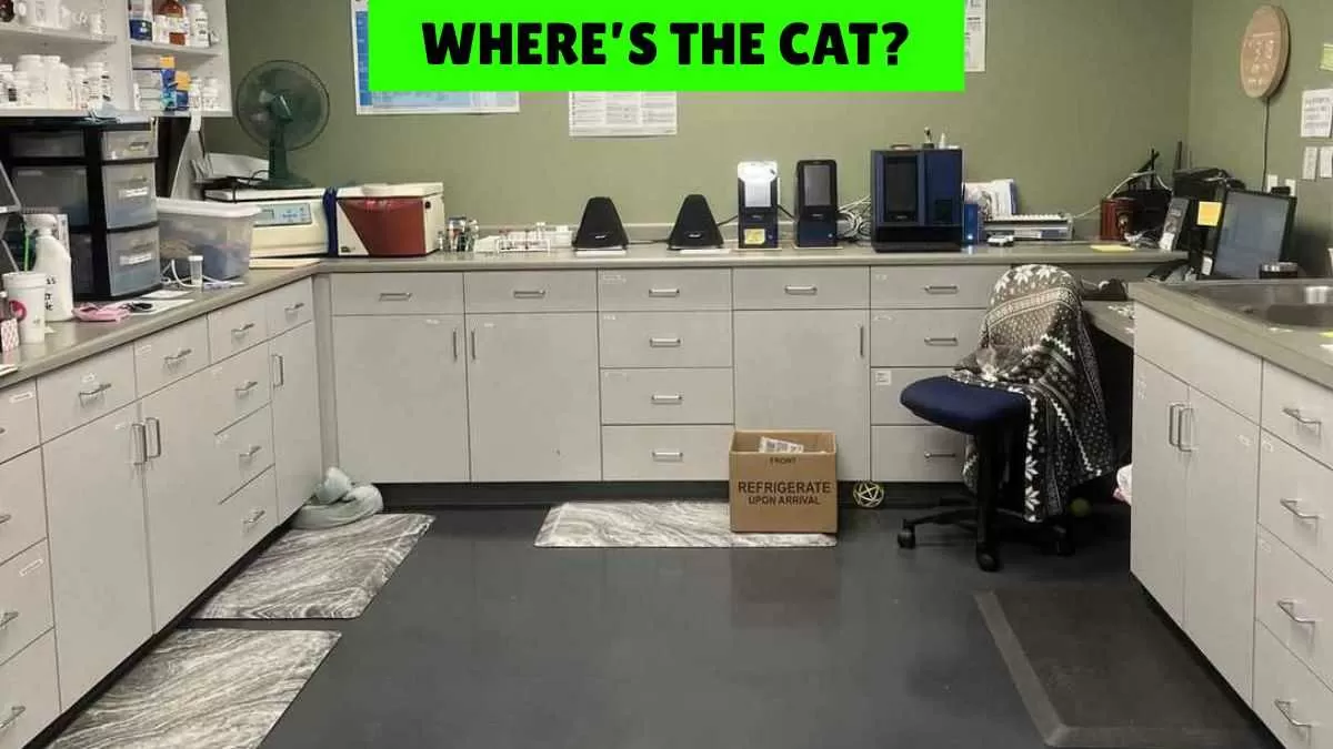 Where's the cat hiding?