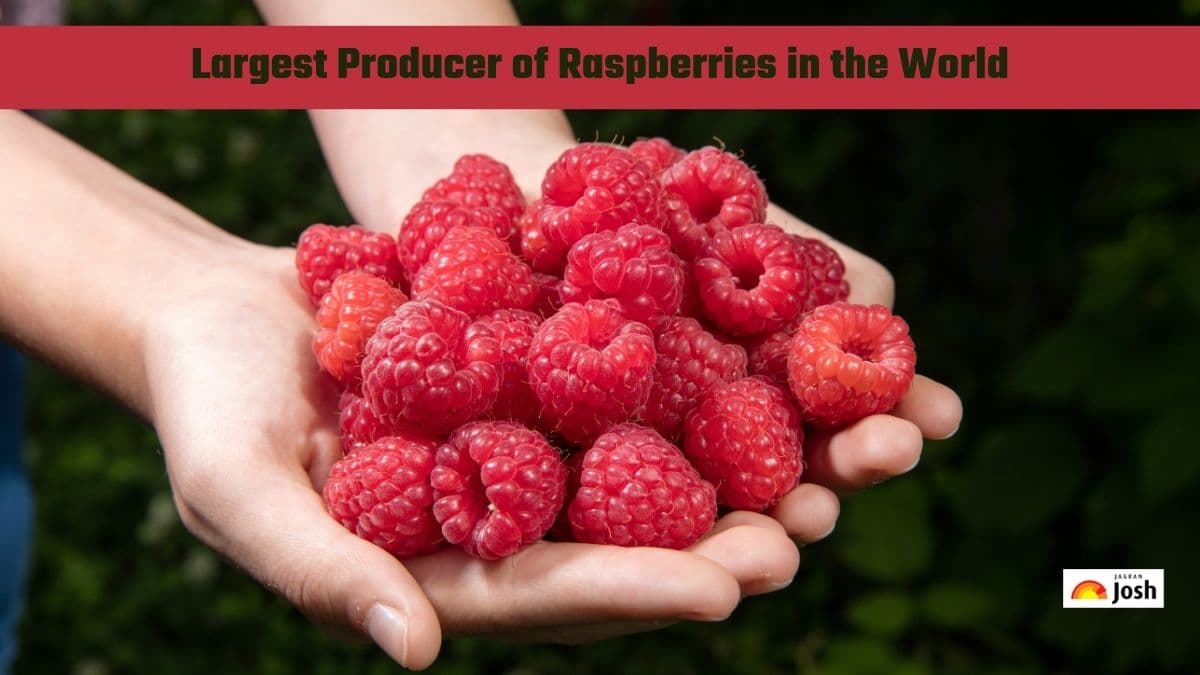 Which Country is the Largest Producer of Raspberries in the World?