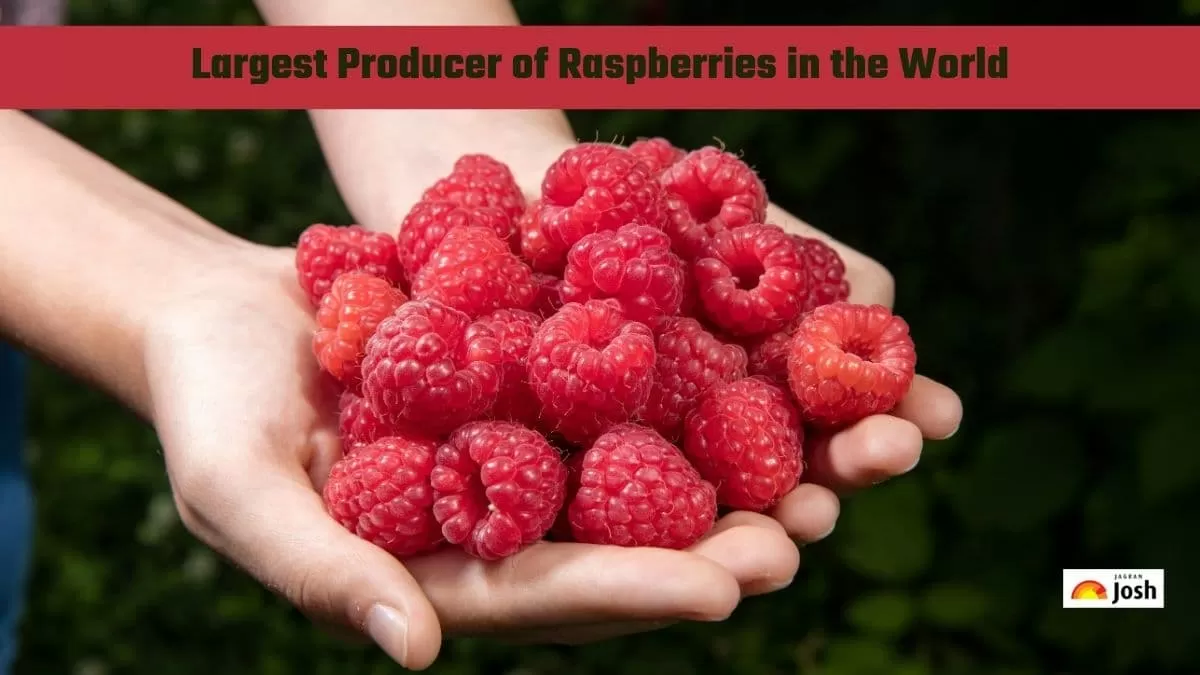 Which Country is the Largest Producer of Rasberry in the World?