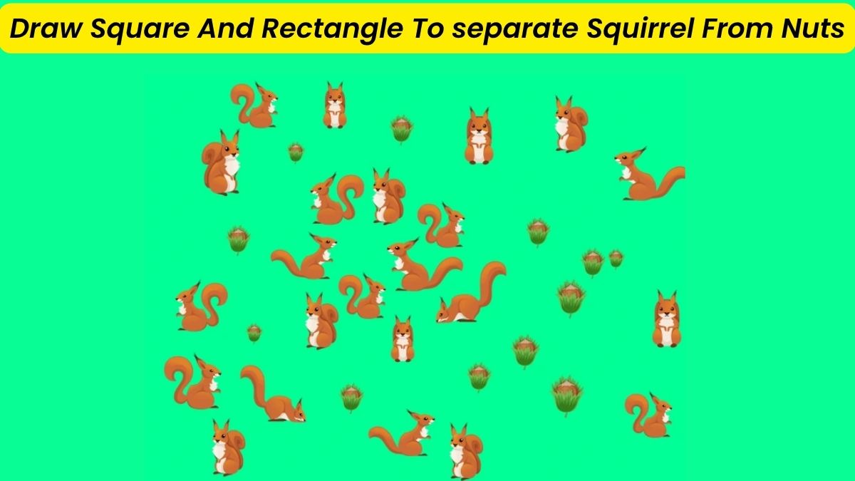 Brain Teaser: Do You Have 140+ IQ Level? Then, Draw A Square And A Rectangle To Separate The Squirrel From The Nuts!