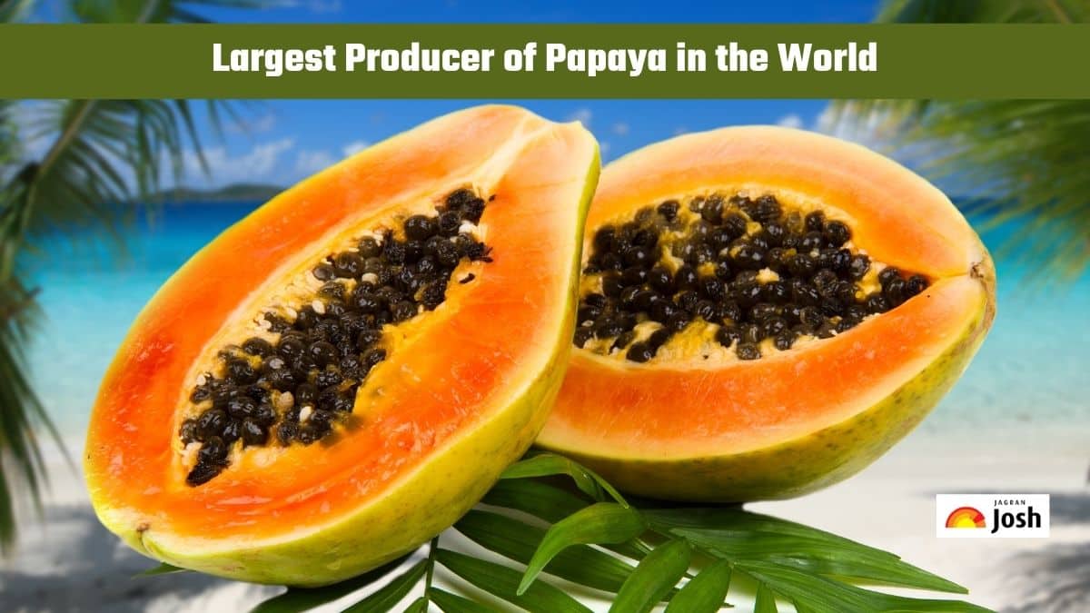 Which Country is the Largest Producer of Papaya in the World?