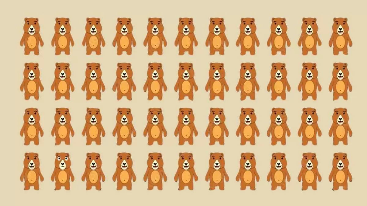 Find the unique bear