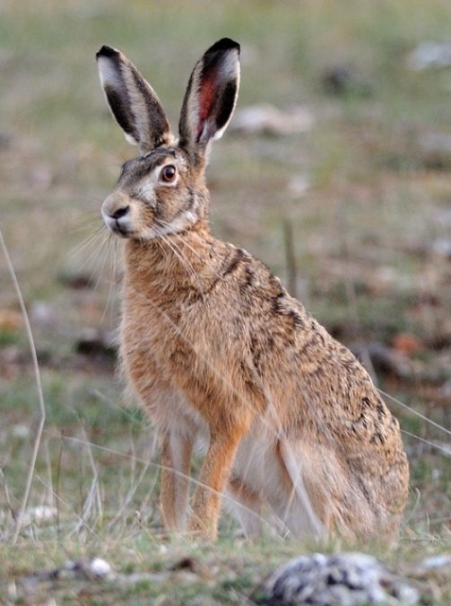 hare