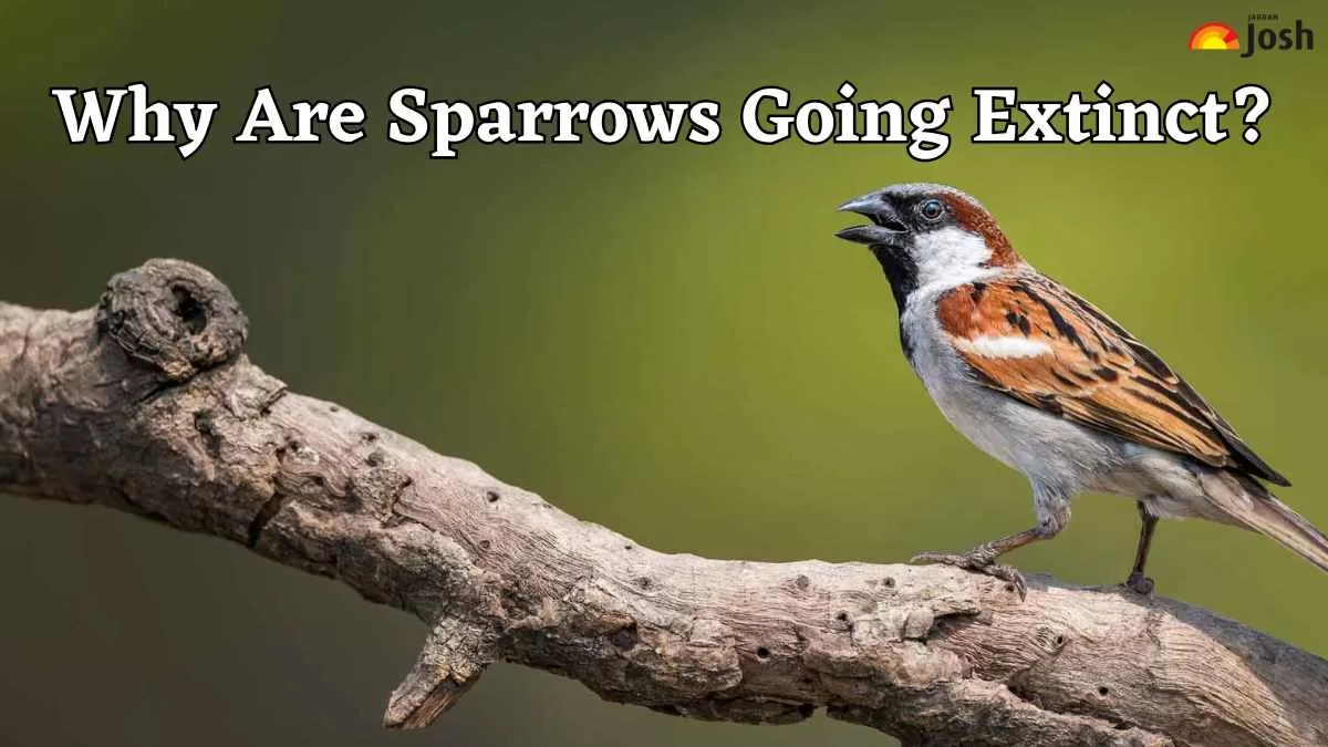 Why Are Sparrows Going Extinct