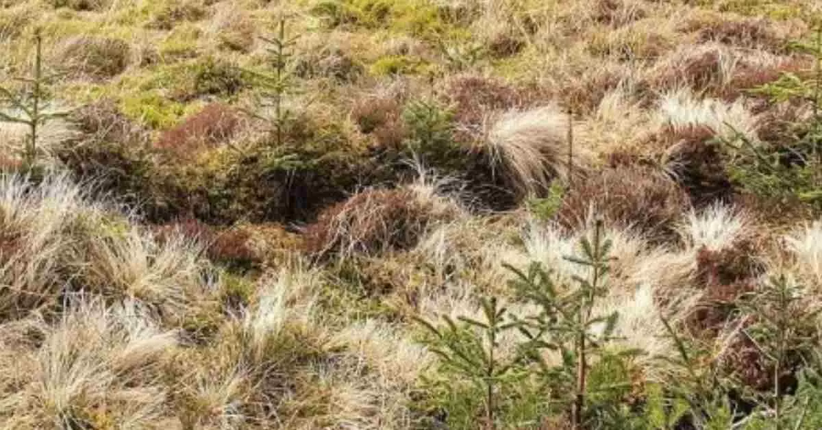 Find the Hidden Dog in 9 Seconds 