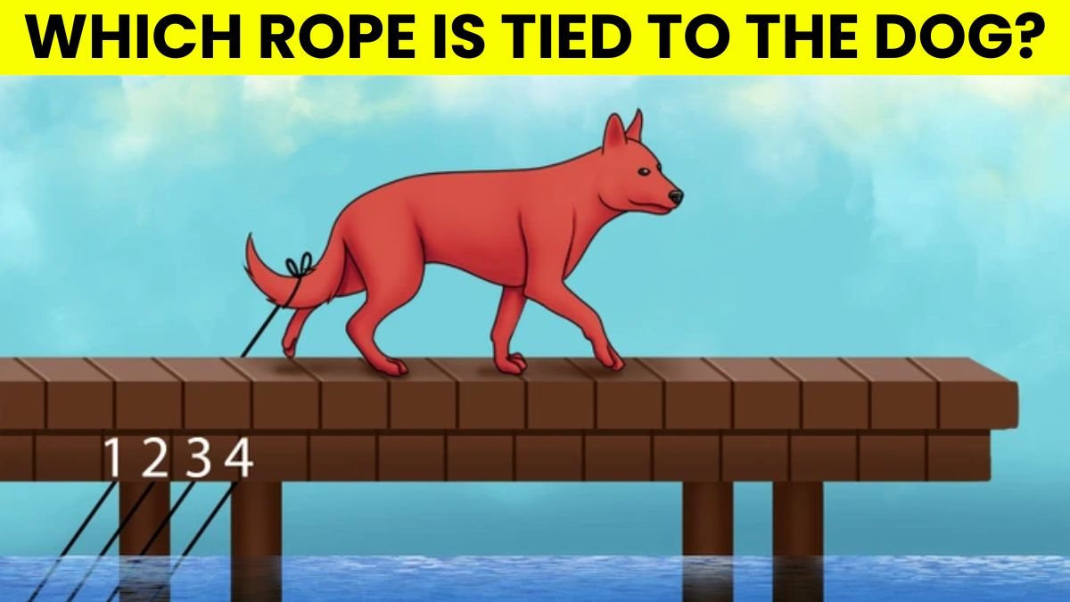Tricky IQ Riddles: Test Your Intelligence In 5 Seconds! Spot Which Rope Is Tied To The Dog?