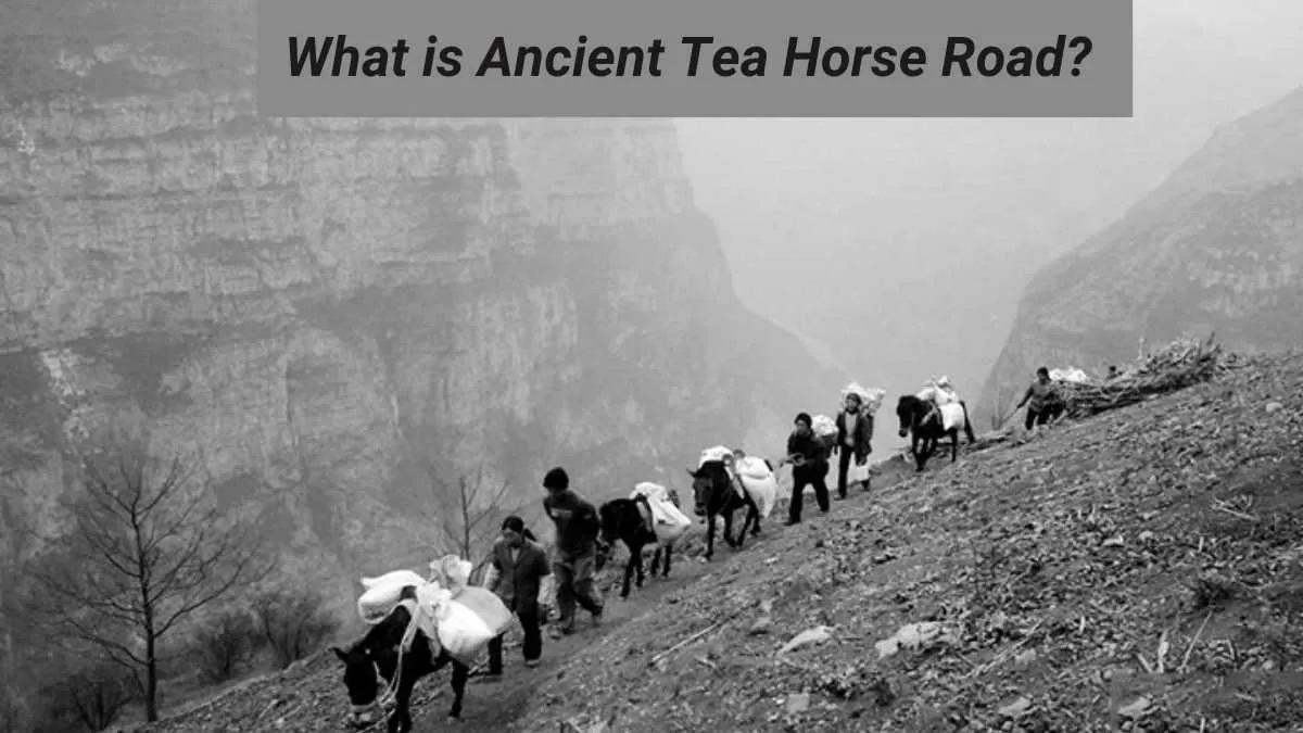 What is the Ancient Tea Horse Road?