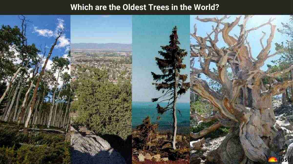 Which are the oldest trees in the world? Check Age, Location and Facts
