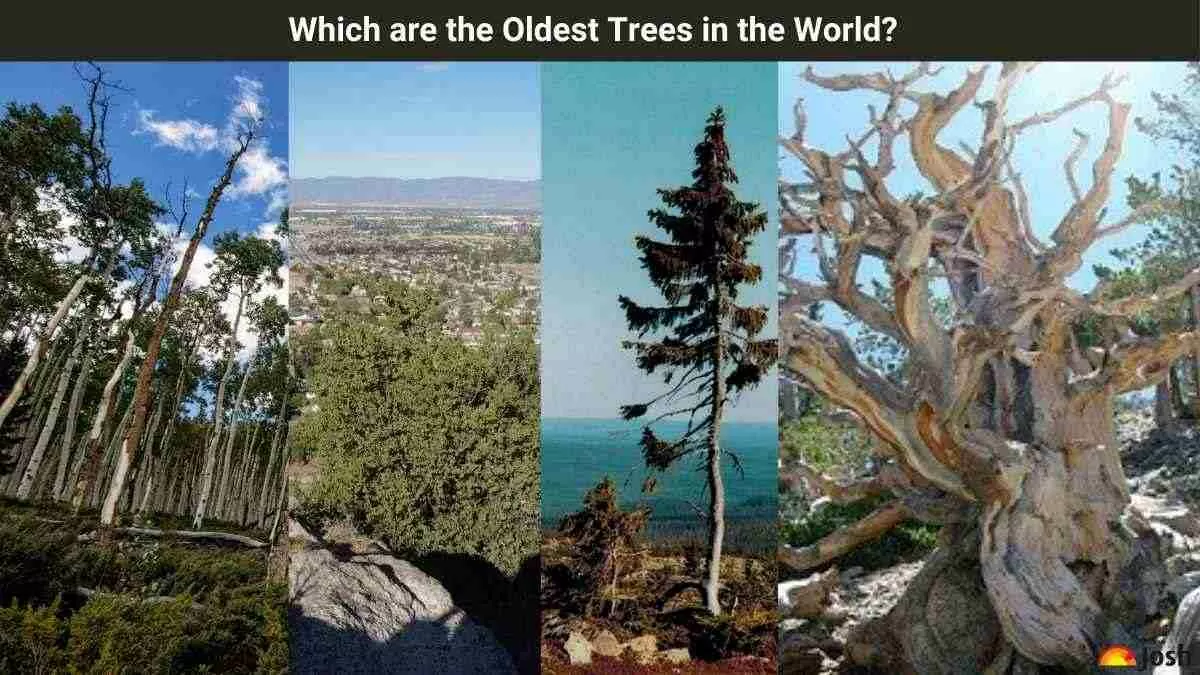 Which are the oldest trees in the world? Check Age, Location and Facts