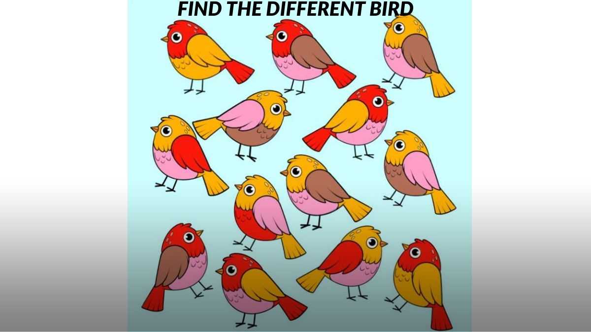 You have a razor-sharp brain if you can find the different bird in 5 seconds!