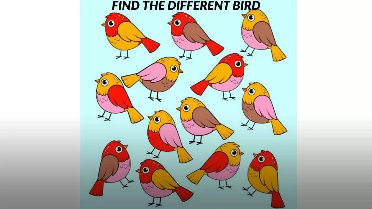 Find the different bird