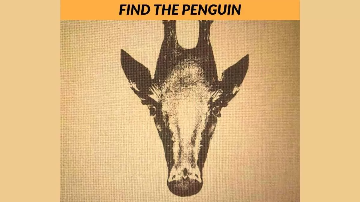 Find the penguin