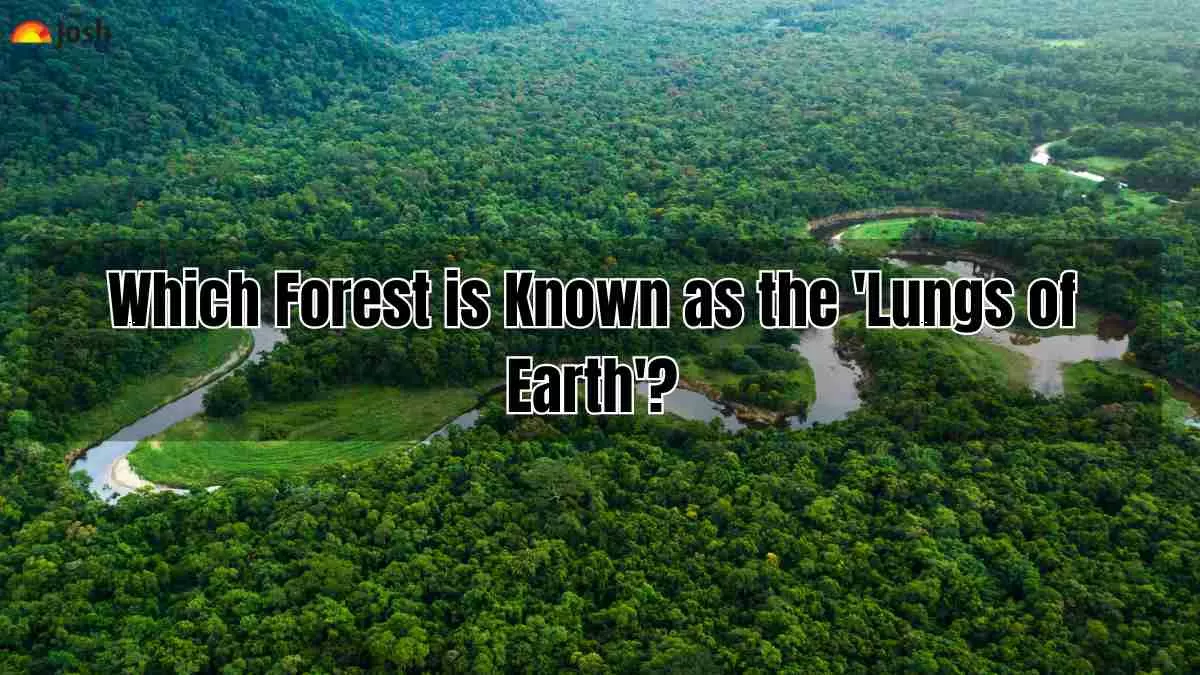 Which Forest is Known as the 'Lungs of Earth'?