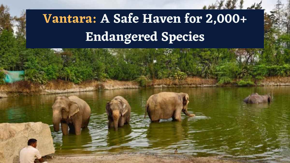 PM Modi Inaugurates Vantara: A Safe Haven for 2,000+ Endangered Animals