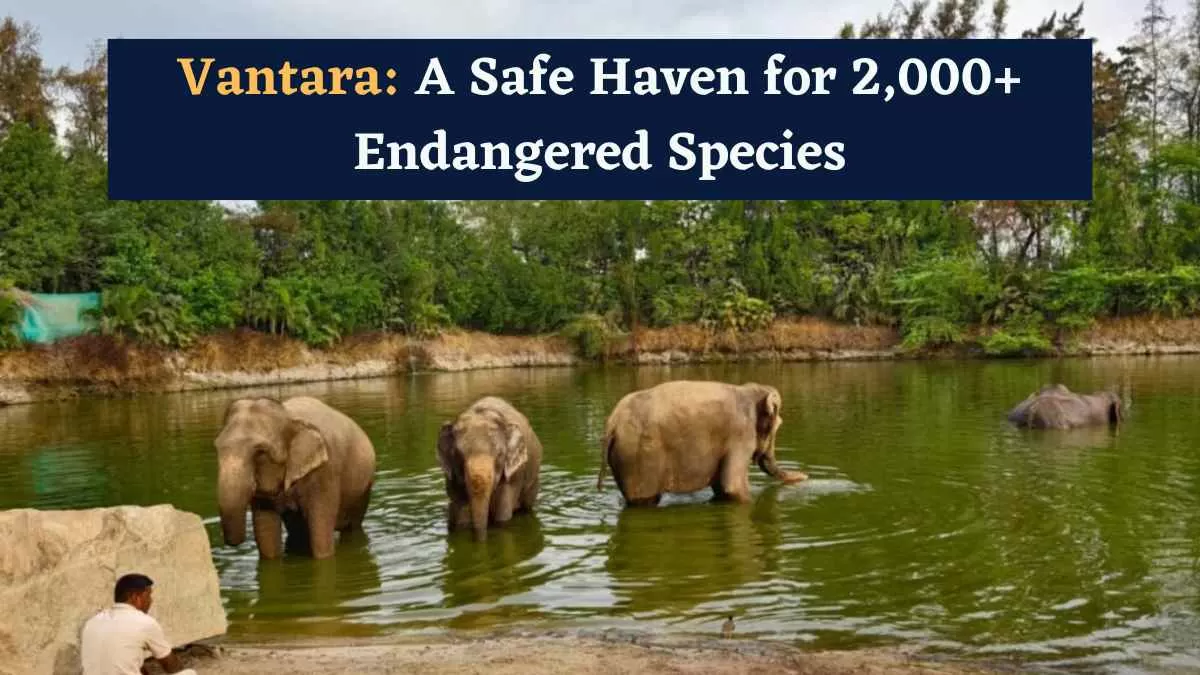 Vantara is home to over 2,000 species and more than 1.5 lakh rescued, endangered, and threatened animals. 