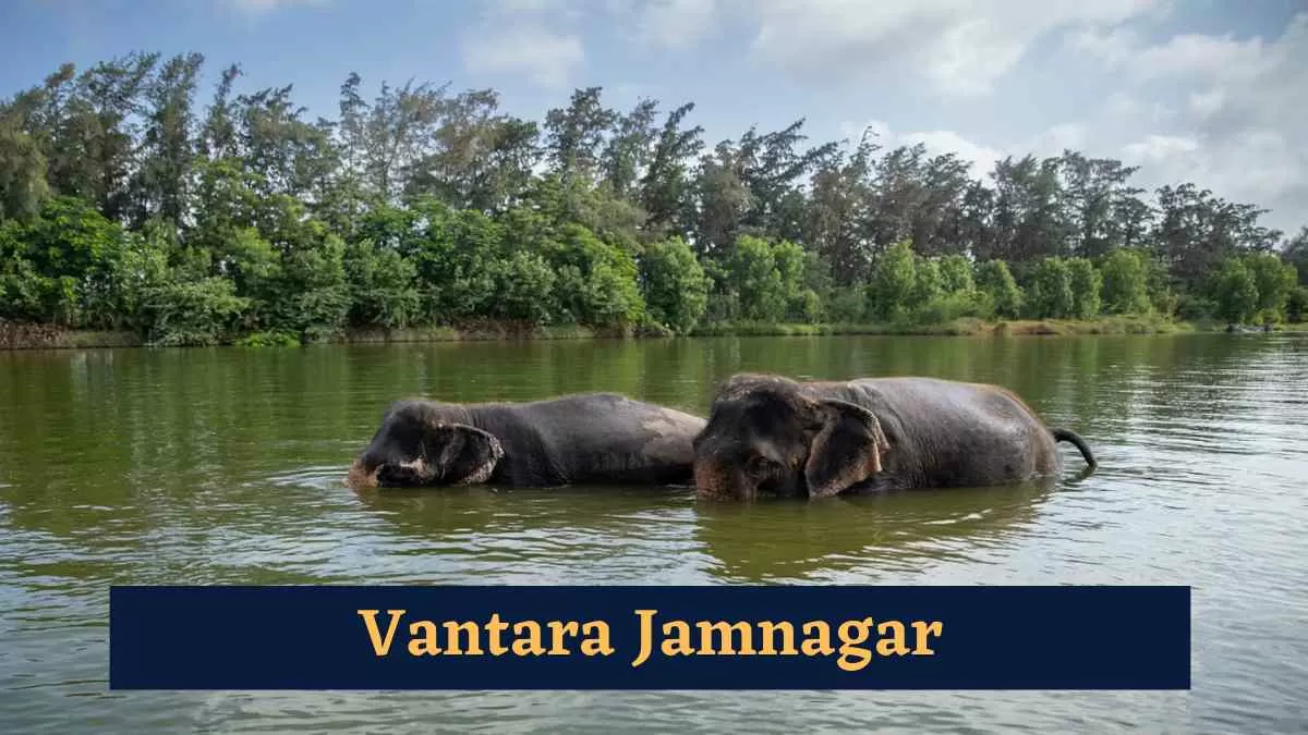 Vantara Jamnagar: When Will it be open for public? Wildlife Centre Fees, Website, Area and Project Cost