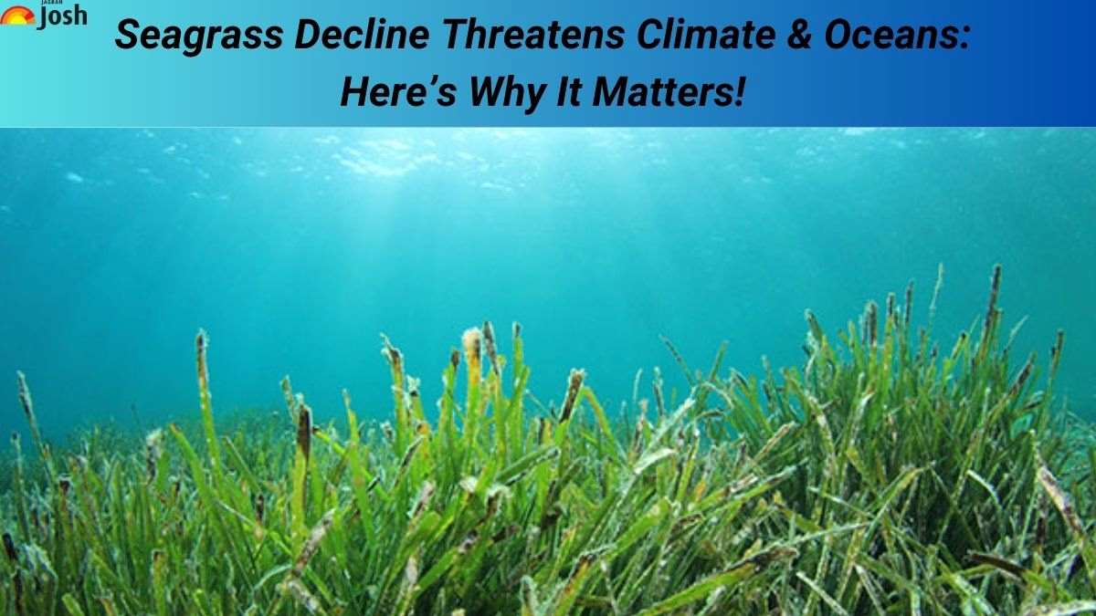 Seagrass Decline Threatens Climate & Oceans: Here’s Why It Matters! Check Its Impact & Way Forward