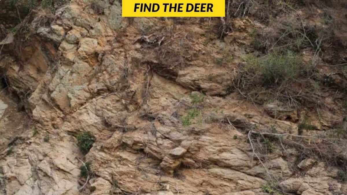 You have the most observant eyes if you can spot the hidden deer in 5 seconds!