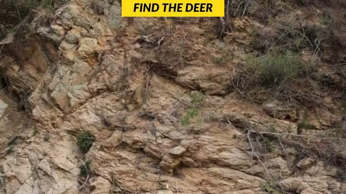 Find the deer