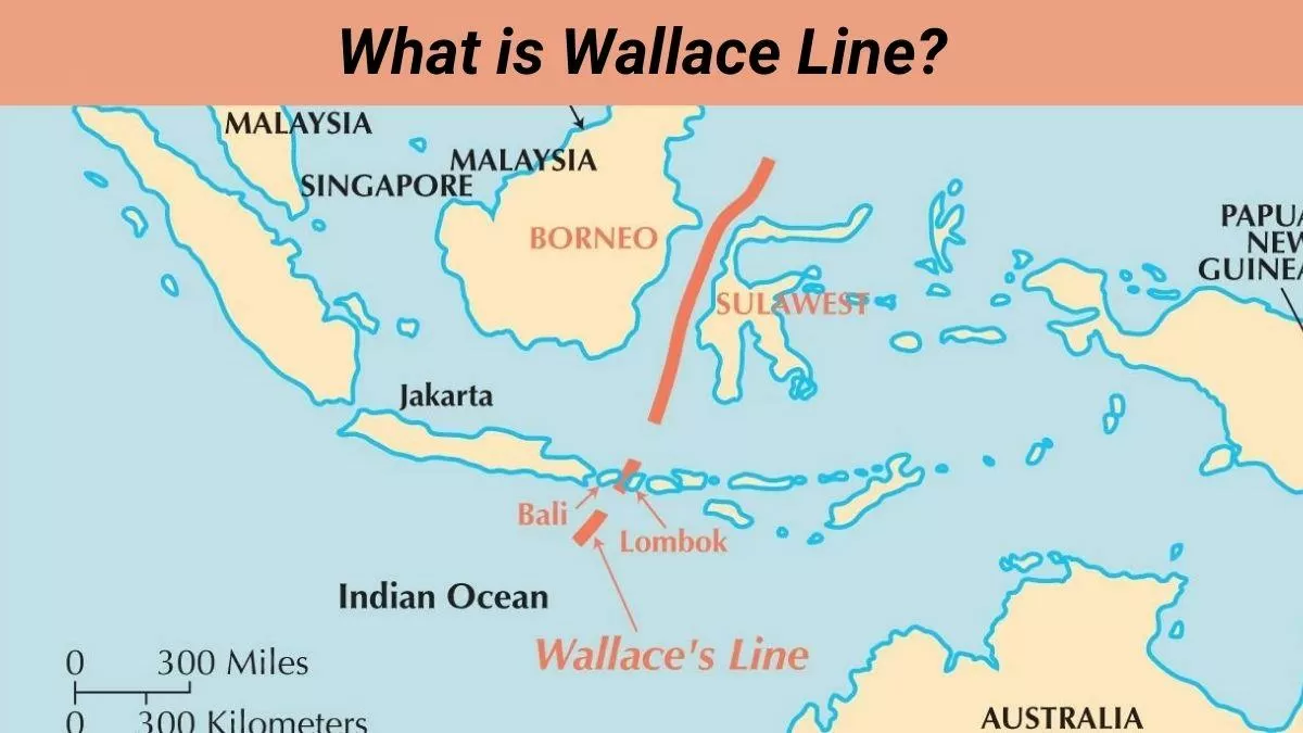 What is Wallace Line and why is it important?