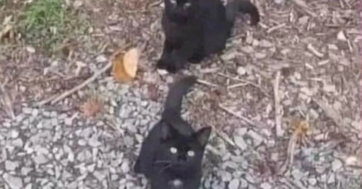 Find the Hidden Cat in This Optical Illusion in 5 Seconds