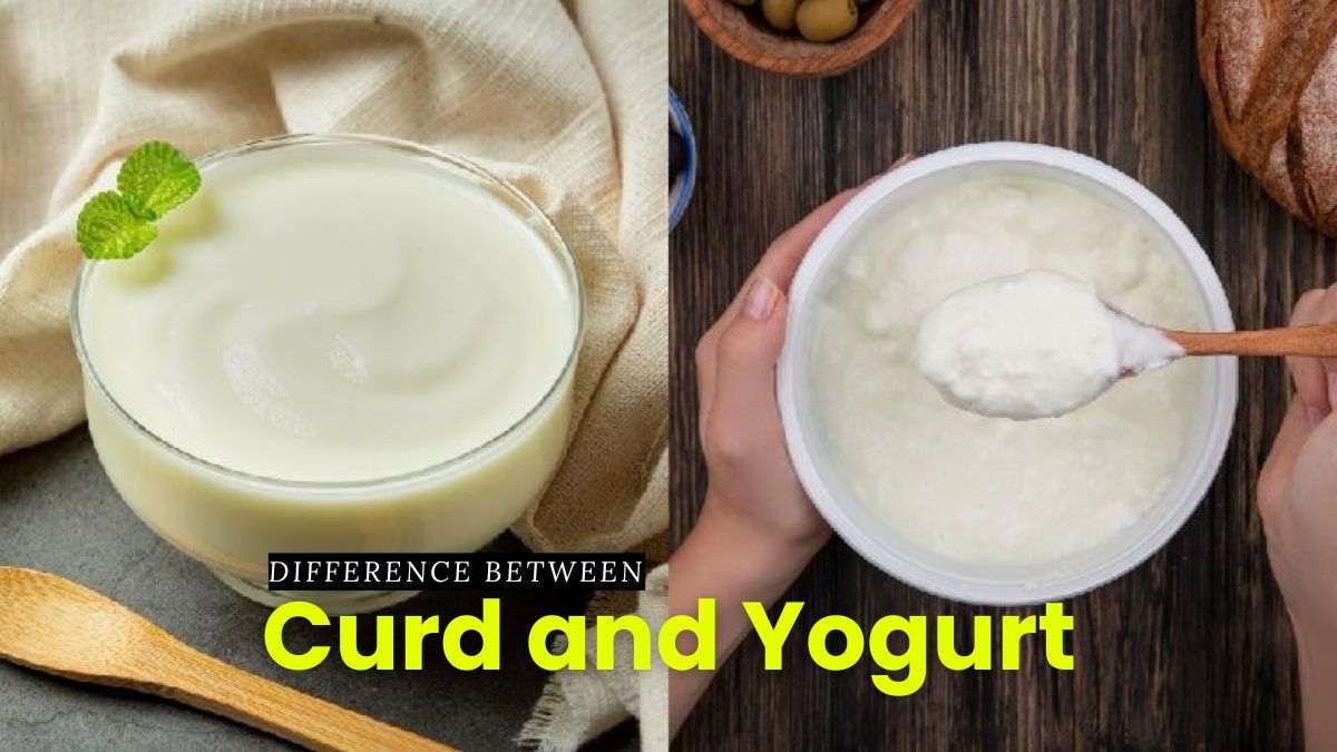 Difference Between Curd and Yogurt 